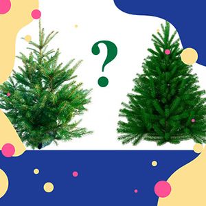 Какая елка лучше? Искусственная или живая?