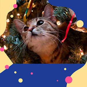 Кошка и новогодняя елка: как обеспечить спокойное сосуществование?